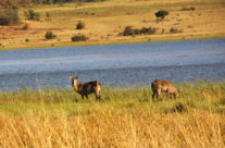 Pilanesberg Safari, Roncha  רונצ’ה