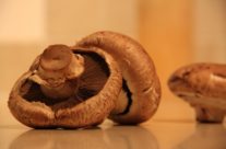 Mushrooms, Roncha  רונצ’ה