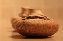 Mushrooms, Roncha  רונצ’ה