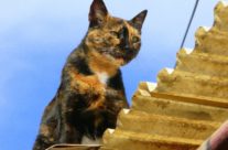 חתול על גג, Roncha  רונצ’ה
