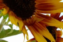 sunflower, Roncha  רונצ’ה
