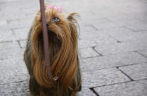French lady dog, Roncha  רונצ’ה